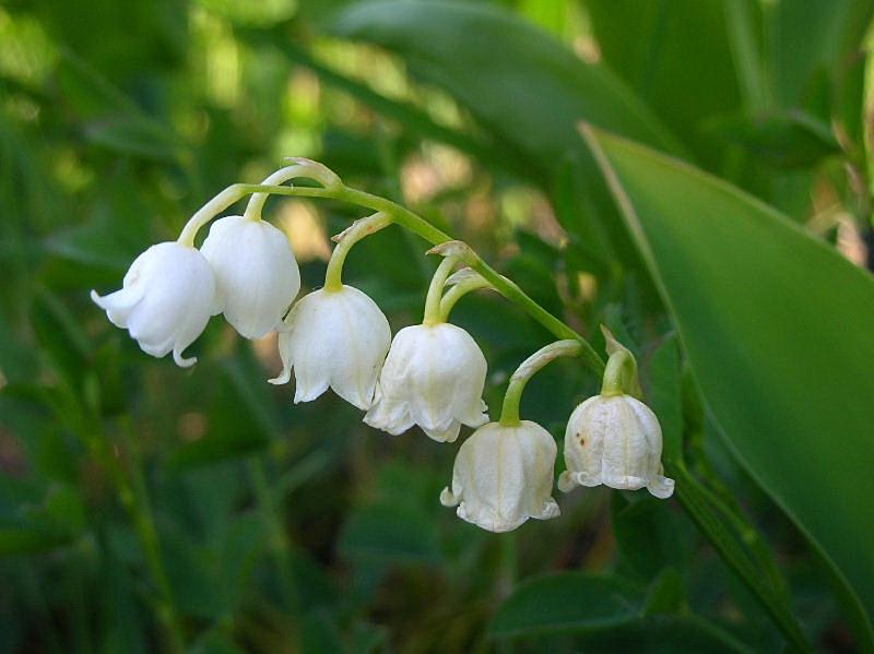 Convallaria majalis / Mughetto